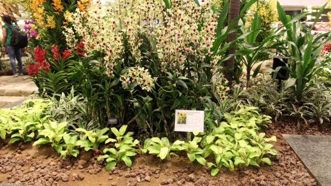 Changi Airport Orchid